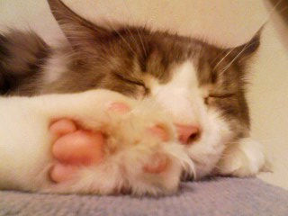 猫カフェに行って来ました【そのいち、突入】