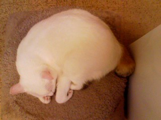 猫カフェに行って来ました【そのに、調査】