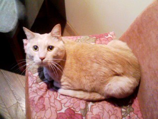 猫カフェに行って来ました【そのさん、調査つづき】