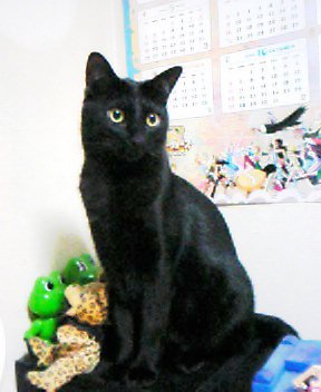 ☆好きな歌い手さんを紹介してみたり☆