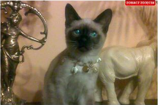 猫誘拐犯が1億円の身代金要求、飼い主は悲しむも「6万円程度の価値」