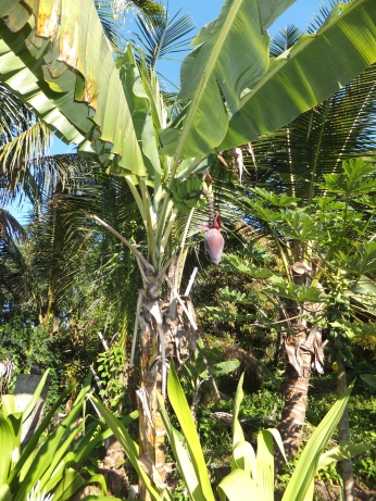 千里高校44期総合科学科、ハワイへ研修旅行！　【カラパナ・植生】編