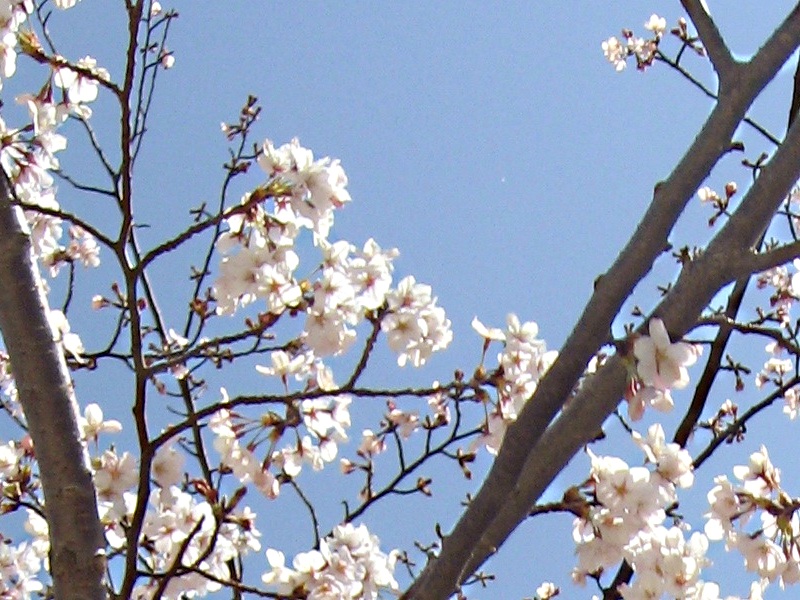 早咲きの桜なんでしょうか。
