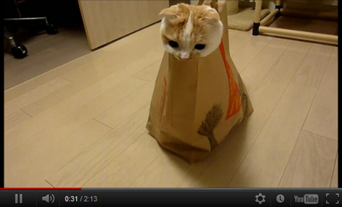 袋からズボッ！　マックの袋が大好きな猫ちゃん動画