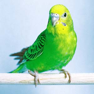迷いインコ　住所しゃべる！