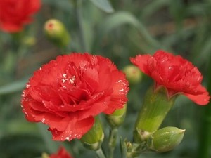 今日は何の日、気になる日～