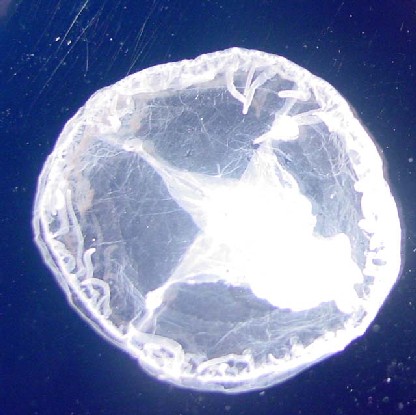 淡水にすむクラゲをご存知ですか？