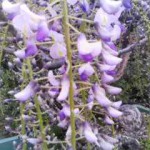 紫色の藤の花【徳島観光その1】