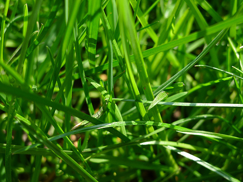 【グラスホッパー】日本文学奇書に挑戦！【第十五回】
