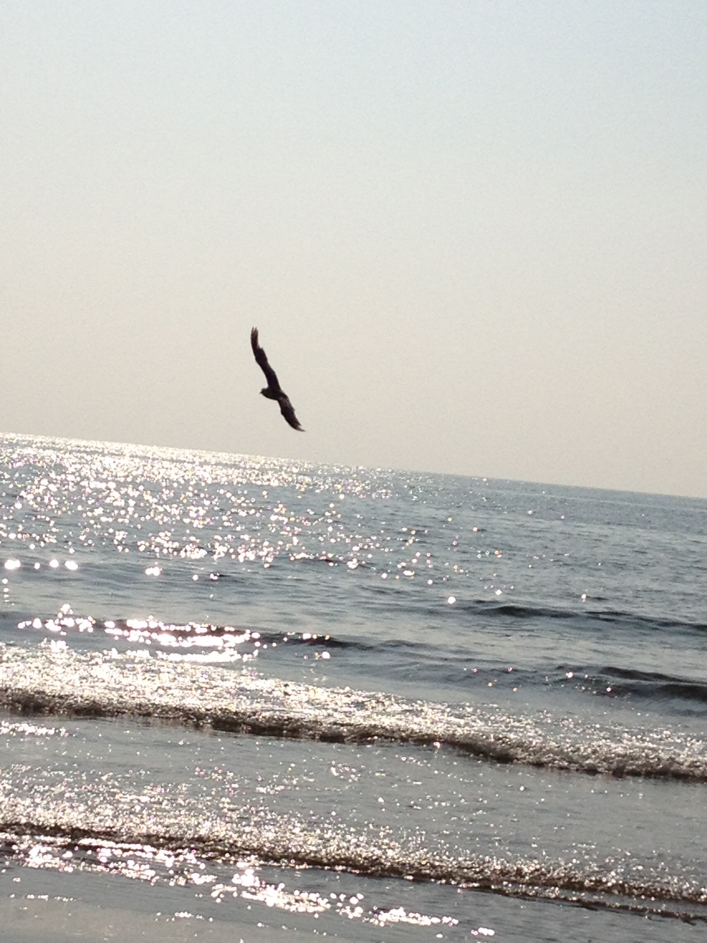 能登千里浜で浮かんできた