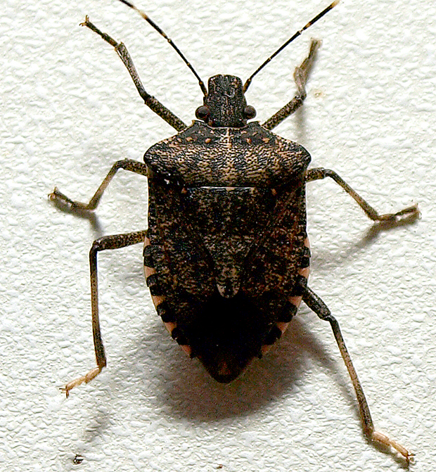 アメリカで最近急速に拡大している害虫！？