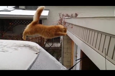 【可愛い】期待を裏切らない猫！【動画】