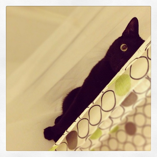 【黒猫館の殺人】日本文学奇書に挑戦！【第四十一回~館編Ⅱ】