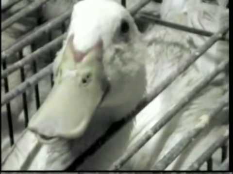 【三大珍味】フォアグラができるまで