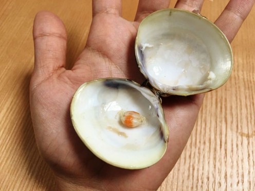 ハマグリのお吸い物を作ったらカニが入っていた