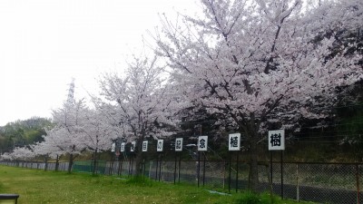 千里高校にも春が来た